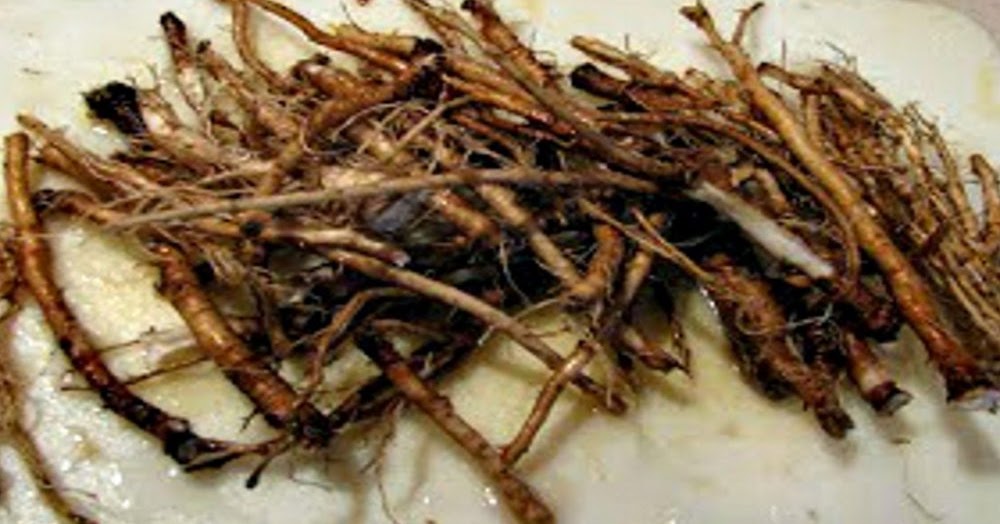 Weed Builds Immune System Weed Builds Immune System