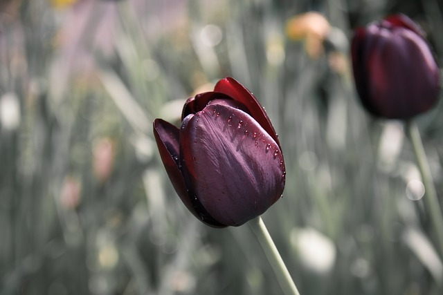 hoa tulip dep nhat 7