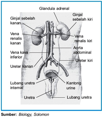 proses terakhir pembentukan urine di ginjal tts