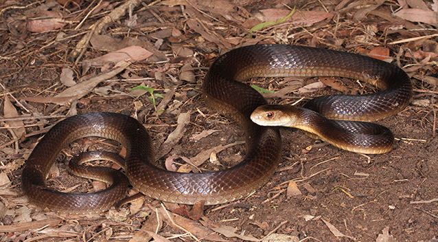 taipan bite taipan bite
