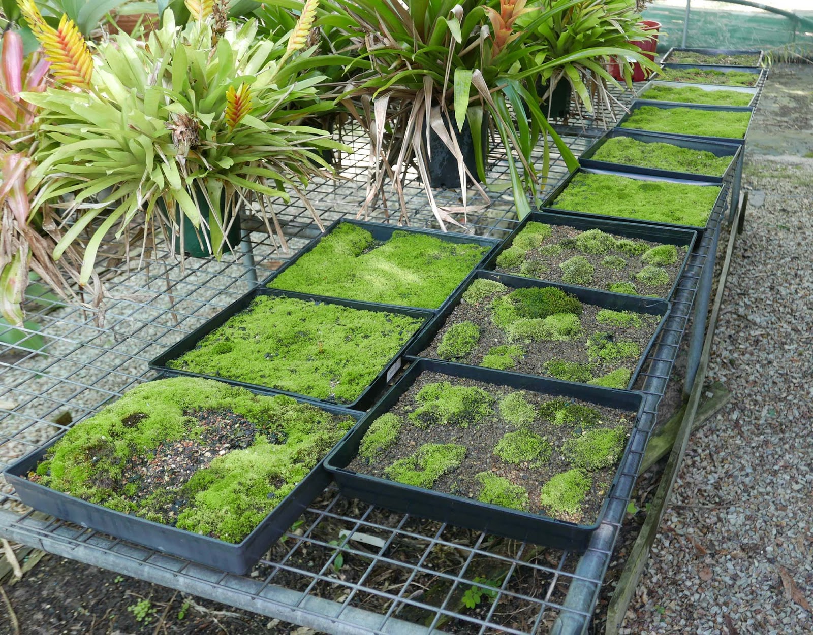 Stephen Cullum's Bonsai & Pottery Post 237 Growing moss the whole farm