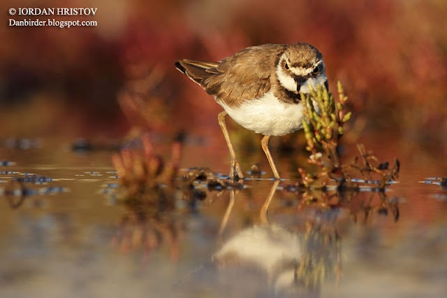 Little ringed plover 