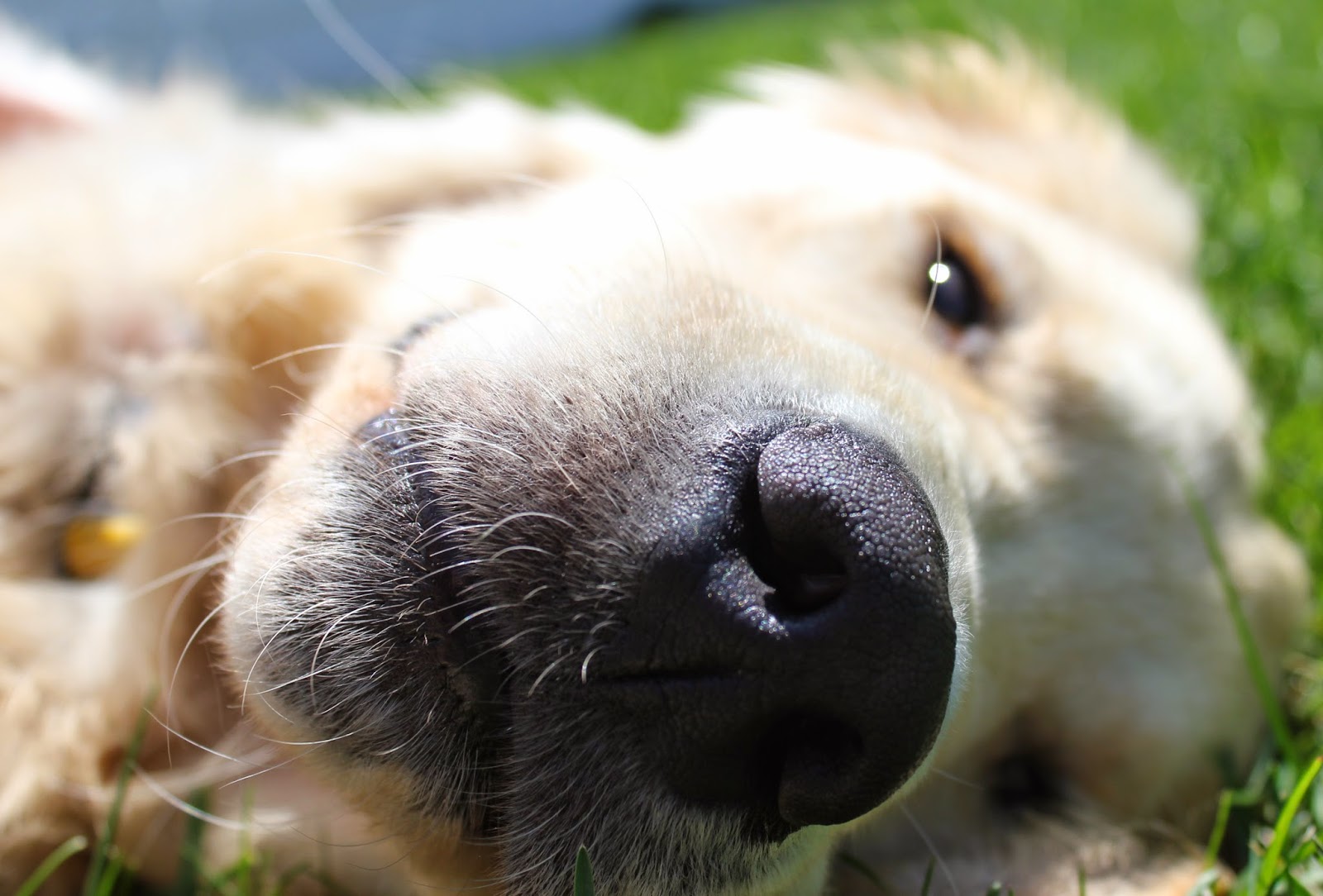 close of of dogs nose laying in grass