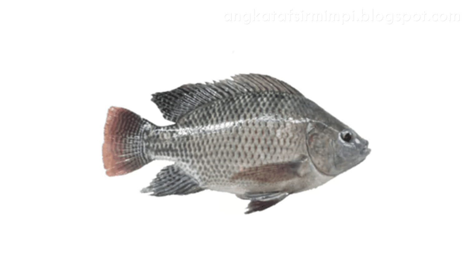 Unduh 76 Gambar Ikan 2d Terbaru Gratis