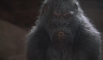 evil white albino gorilla in congo 1995