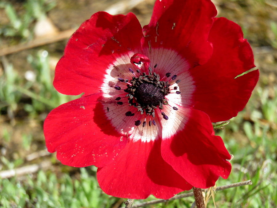 Анемоны в израиле