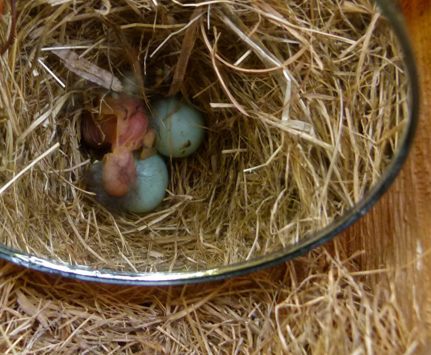 KY Natural Inquirer: I Wish You Bluebirds in the Spring