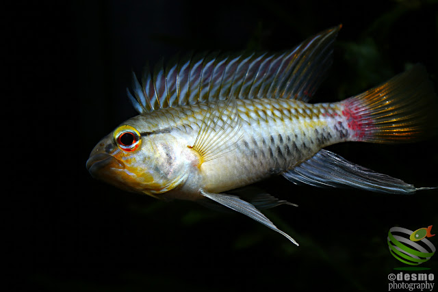 Apistogramma hongsloi / Rio Vichada