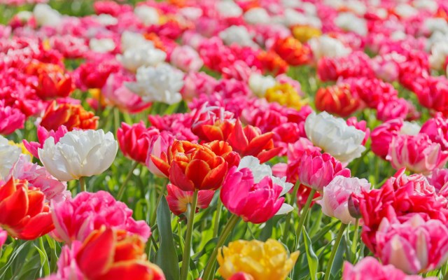 Pic Of Flowers Hd Pic Of Flowers Hd