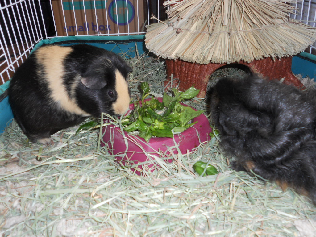 Cavy Savvy A Guinea Pig Blog Can Guinea Pig Eat Basil?
