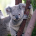 Tumblr Users Share Facts About Koalas And They Will Make You Wonder How These Animals Are Even Alive