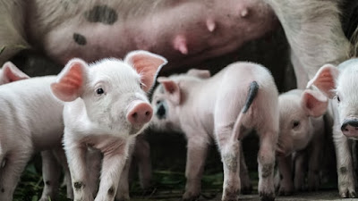 Five Piglets - Source: Kameron Kincade via Unsplash - https://unsplash.com/photos/V5-QE9NELwM