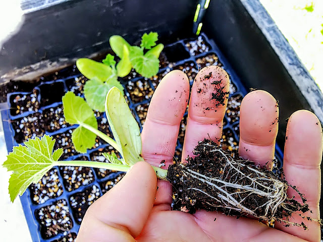 zucchini transplanting, ズッキーニの苗を植えつける場所が決まった。