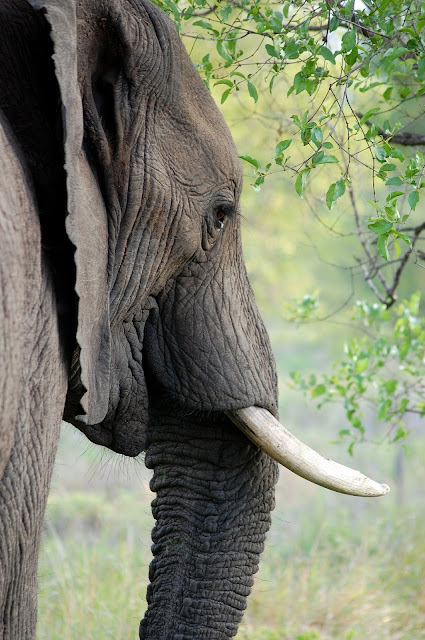 gading gajah yang kuat