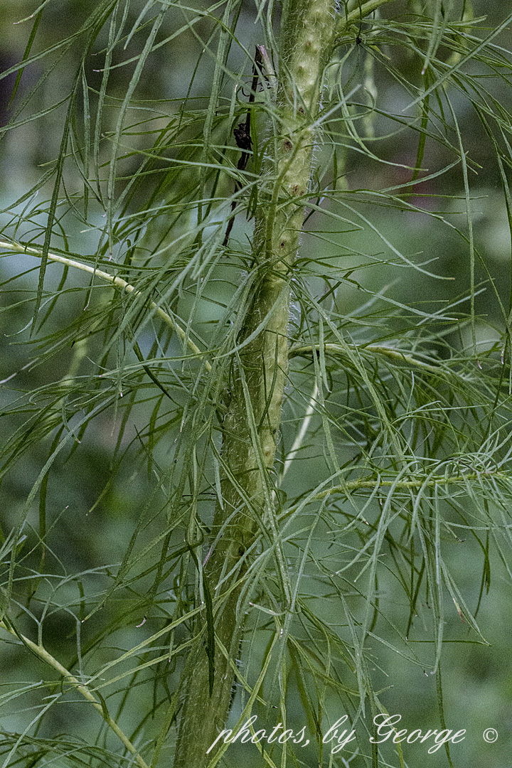 "What's Blooming Now" Dog Fennel, Dogfennel (Eupatorium capillifolium