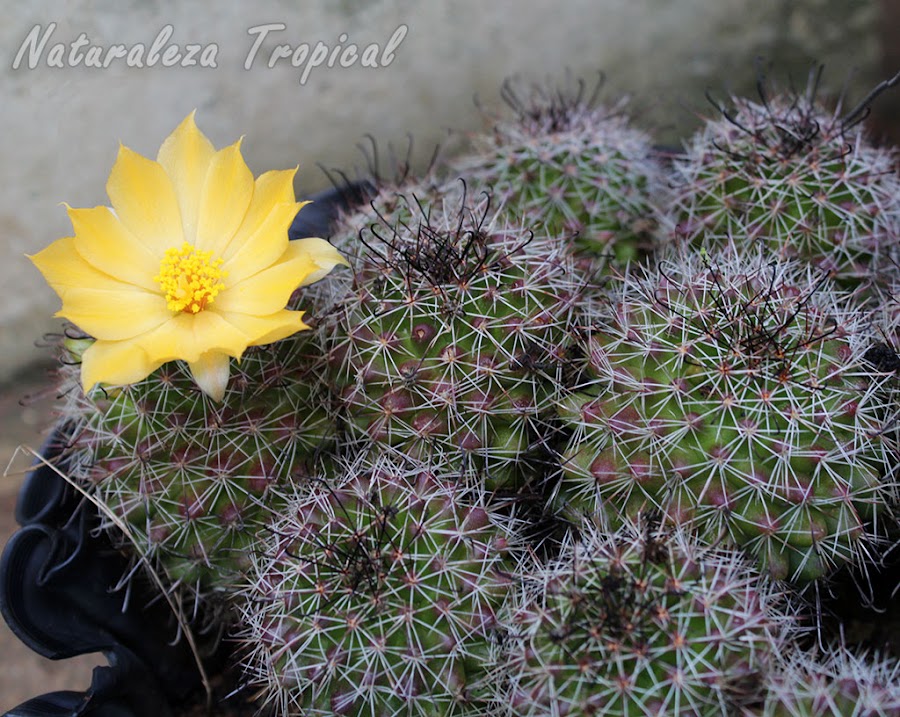 Uno de los cactus más resistentes al sol intenso, Mammillaria beneckei