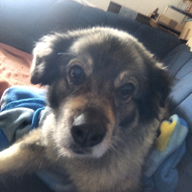 Kaya, 15.06.2005-27.01.2016
