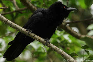 White-necked Crow