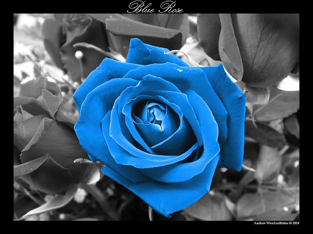 light blue roses wallpaper