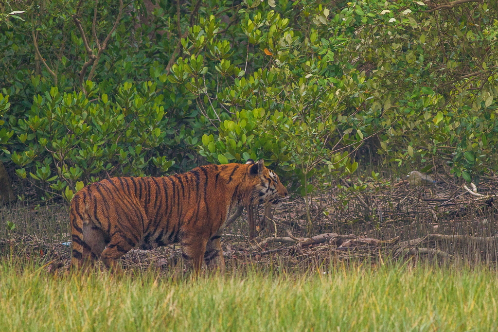 Indian Sundarban: An in-depth understanding: Epic tiger sighting at ...