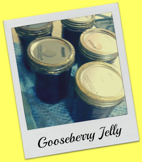 gooseberry jellly
