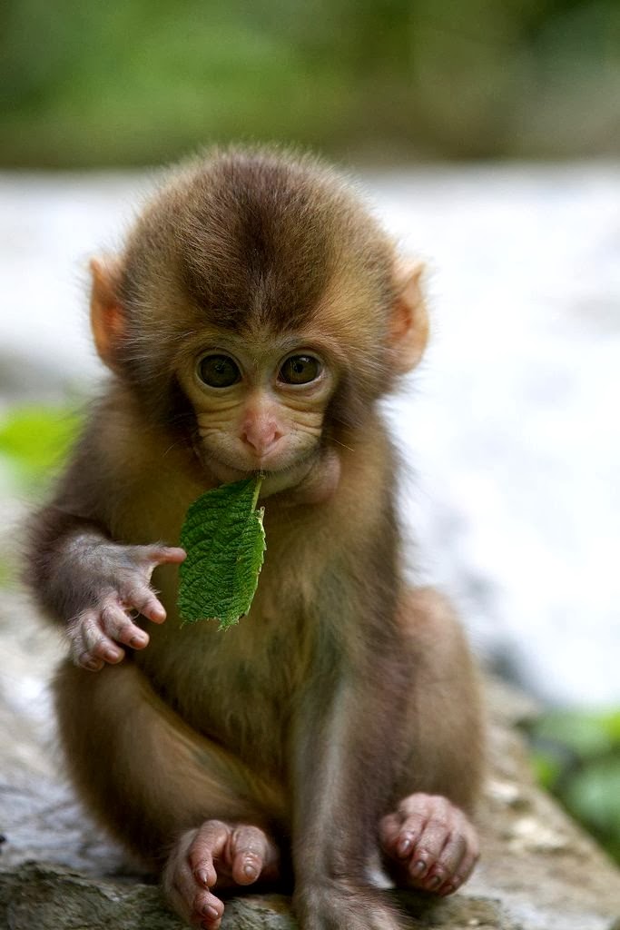 Patamata Praneel SWEET LITTLE MONKEY KID EATING LEAVES PHOTO