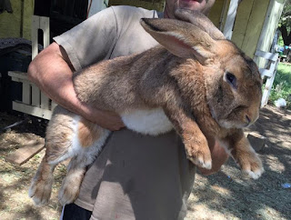 Giant rabbits