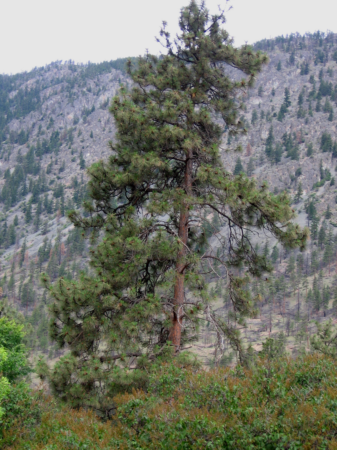 Perfume Project NW EVERGREENS PART 2 PINE