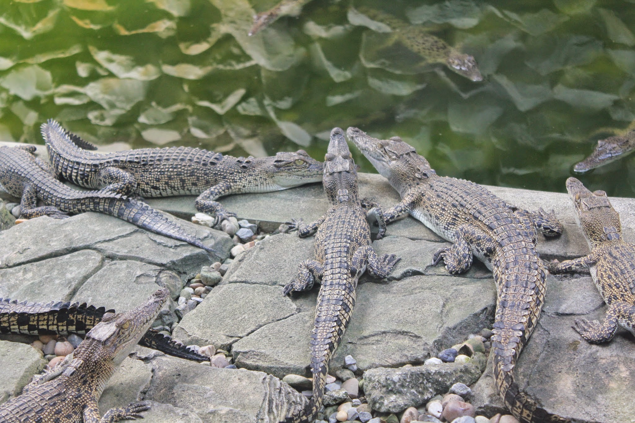 Semenggoh Wildlife Centre, Jong’s Crocodile Farm & Zoo, Sarawak, Visit Sarawak, visit Malaysia, tourism malaysia, Malaysia , Orang utan di sarawak,