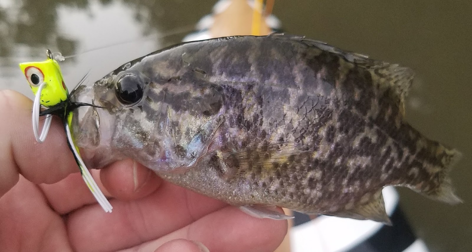 Headwaters Fishing Team Fly fishing the Delta Part 3 Places to fish by