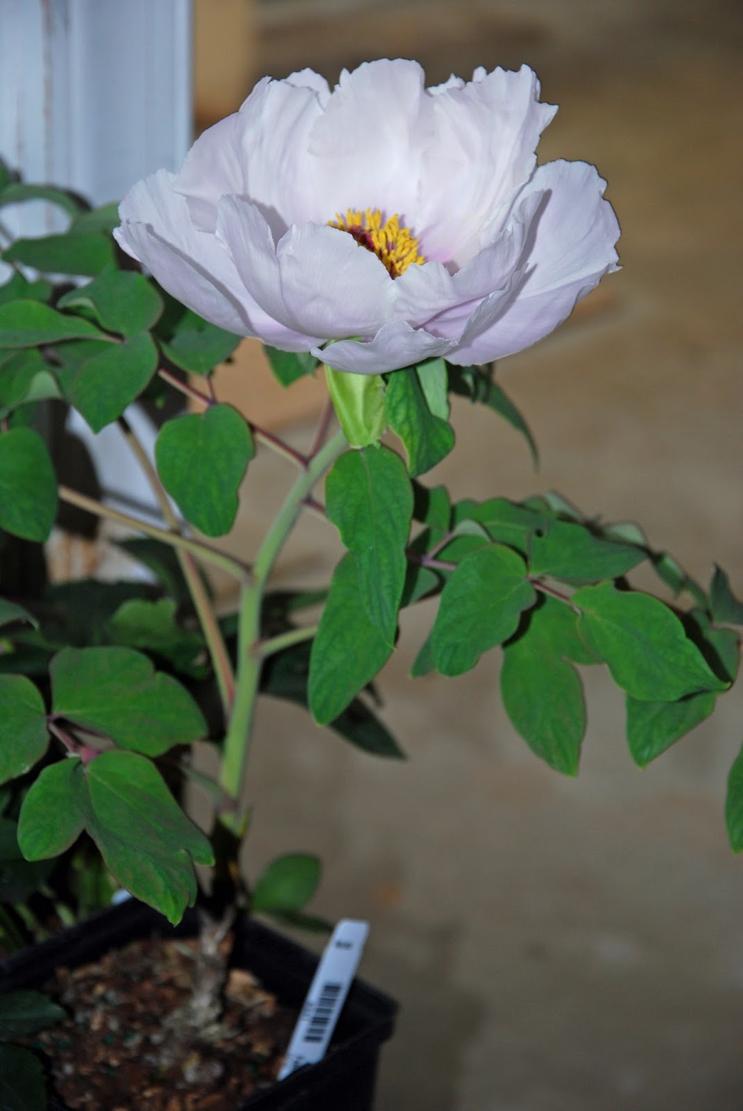 Southern Peony 2017 Tree Peony Paeonia ostii at Plant Delights Nursery