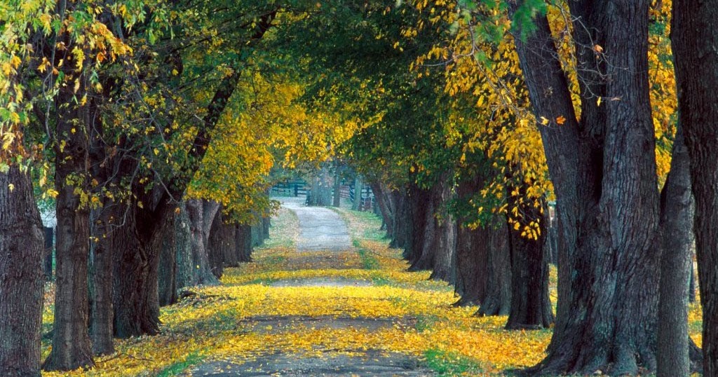 Kahve Falında Yol Görmek Paranormal Olaylar