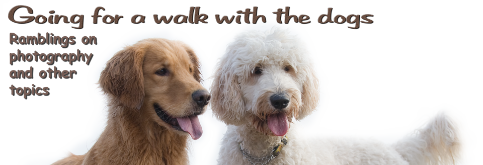 Going for a walk with the dogs