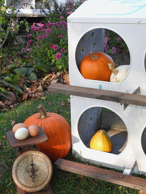 town and prairie Chicken Coop Catch All