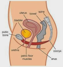 health and wellness pelvic floor muscles and exercises kegals information and advice 