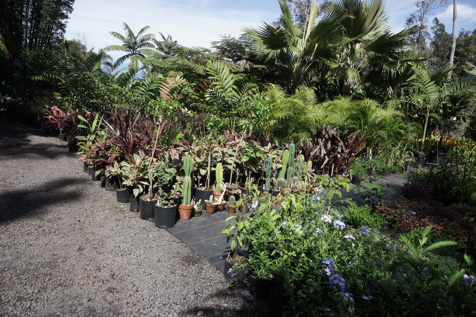 South Kona Nursery