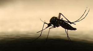 Manoel Ribas já conta com 10 casos de dengue