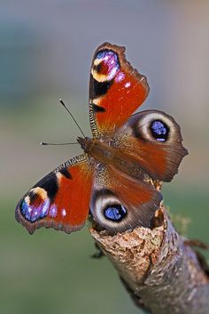 butterfly images