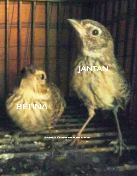 Cara Membedakan Jenis Kelamin Burung Branjangan Lengkap Dengan Gambar