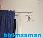 Evdeki Örümceklere çözüm