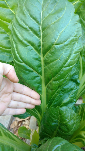 Monster Swiss Chard, small leaf
