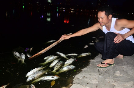 Hà Nội: Cá chết trắng bên hồ Hoàng Cầu - Ảnh 5 Ha Noi: Ca chet trang ben ho Hoang Cau - Anh 5