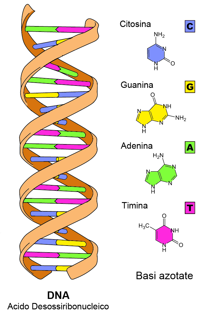 เบส ใน dna