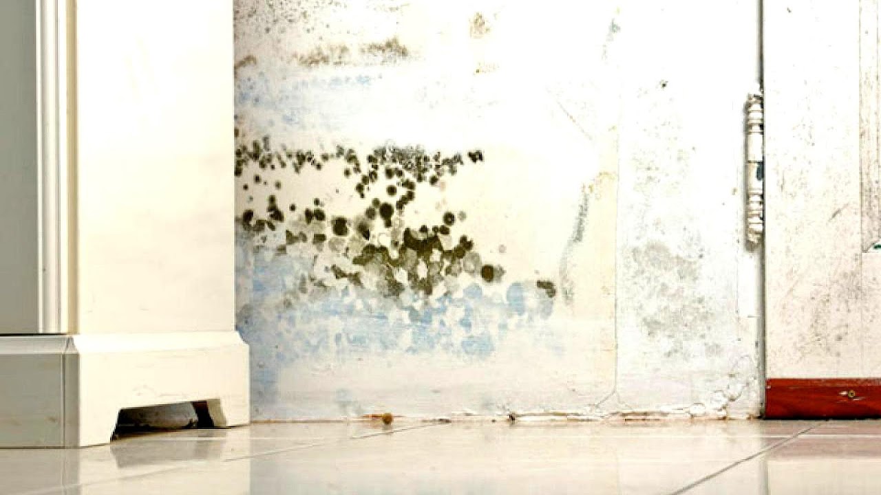 Dangers Of Black Mold In Your Home Black Choices