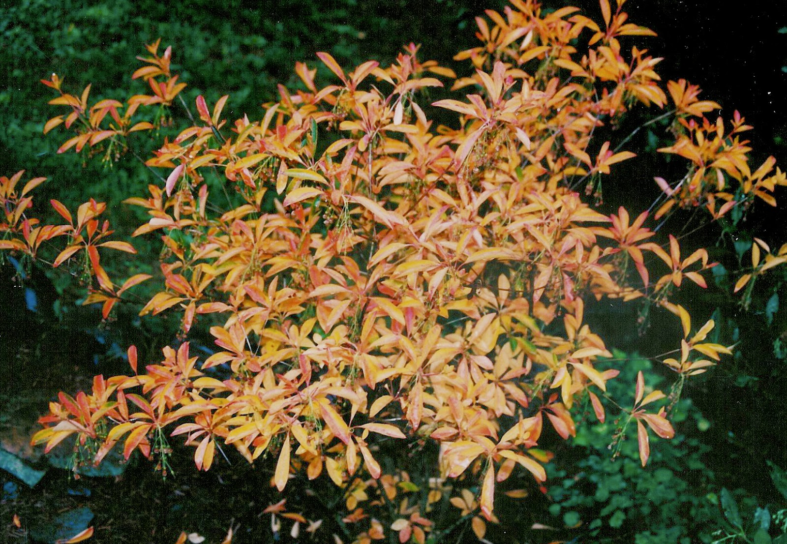 Great Fall Color Plants The Aspiring Gardener