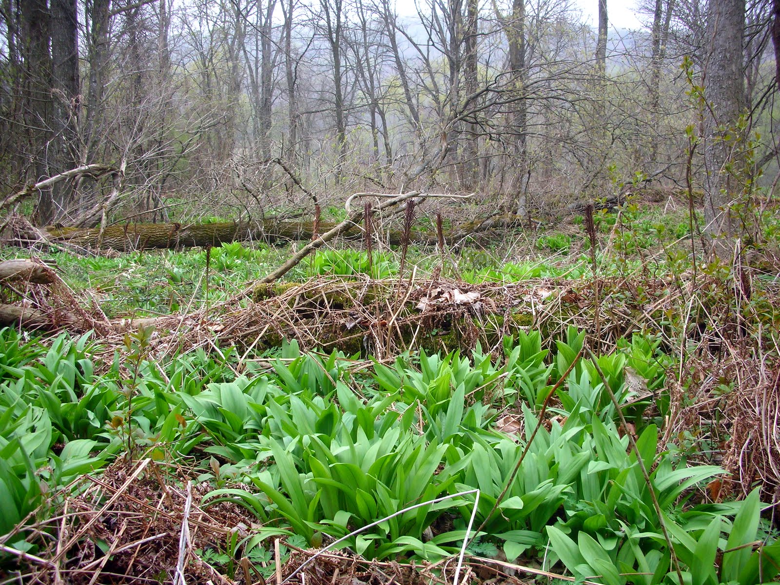 Vermont Wild Edibles Foraging for Ramps Part II