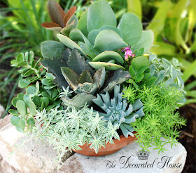 How To Create a Succulent Dish Garden - The Decorated House