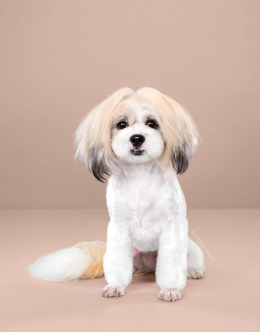 7 Cute Pictures Dogs Before And After Japanese Grooming