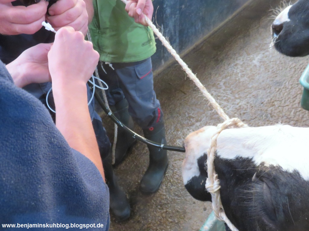 Benjamins Kuhblog September 2018