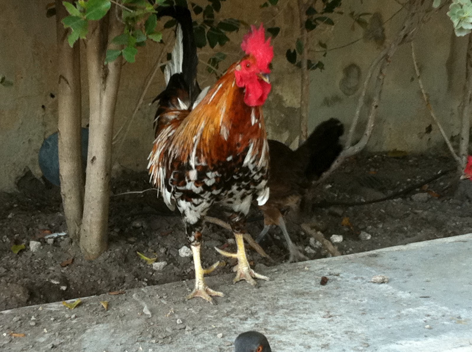 Sarasota CLUCK Why the Feral Chickens of Key West are an Irrelevant